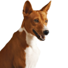 Elizabeths Basenji Home